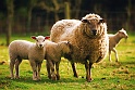 Les moutons
